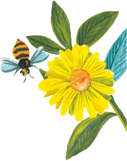 96° Chamomile illustration