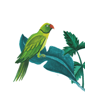 96° Parrot illustration